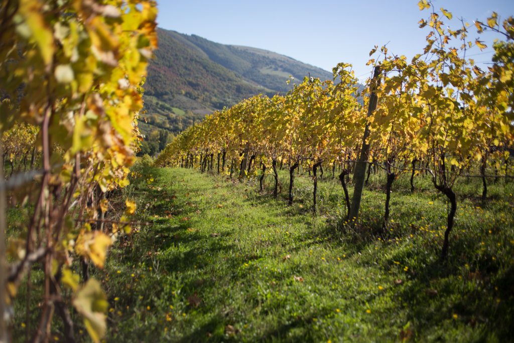 Consorzio del Verdicchio - Vimak